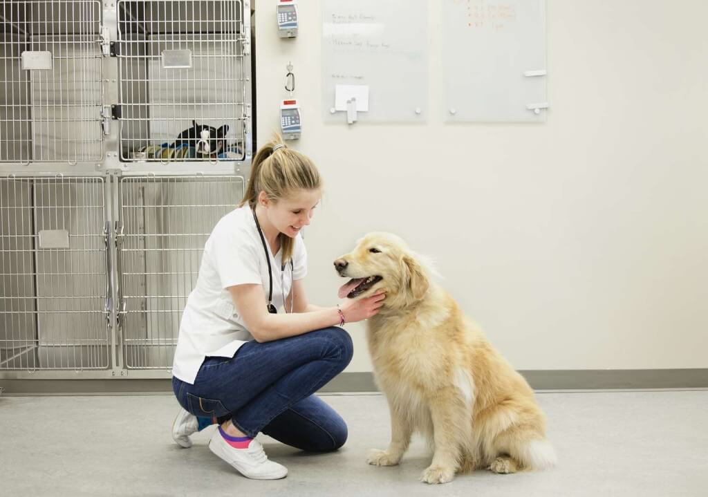 Pavimentos para clínicas veterinarias: la importancia de una elección acertada